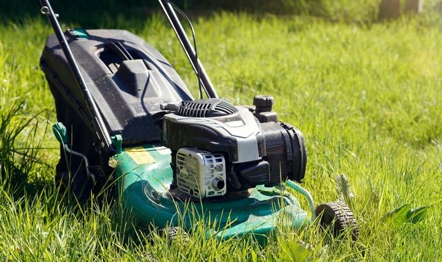 Britons urged to stop mowing lawns to boost butterfly numbers 'in long-term decline'