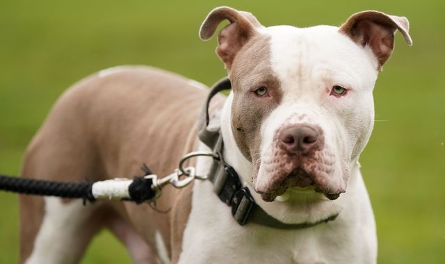 XL bully ban costing police forces millions in veterinary bills and kennels