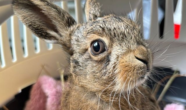 'Miracle' baby hare delivered using penknife in dramatic roadside birth