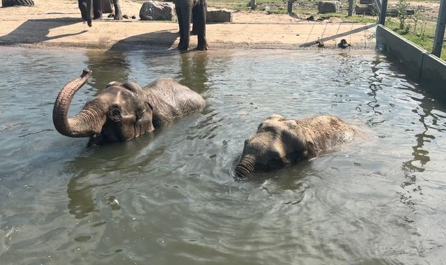 Zoo animals to get more space in 'long-overdue' welfare changes
