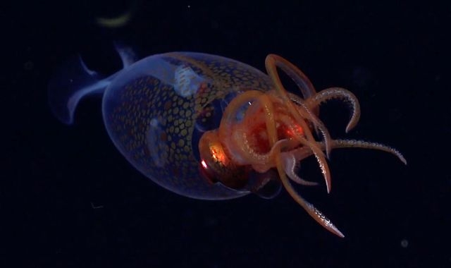 Colossal squid captured on film in its natural environment for first time ever