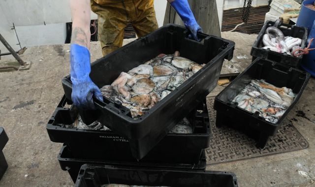 Octopus boom along England's southwest coast down to 'perfect storm'