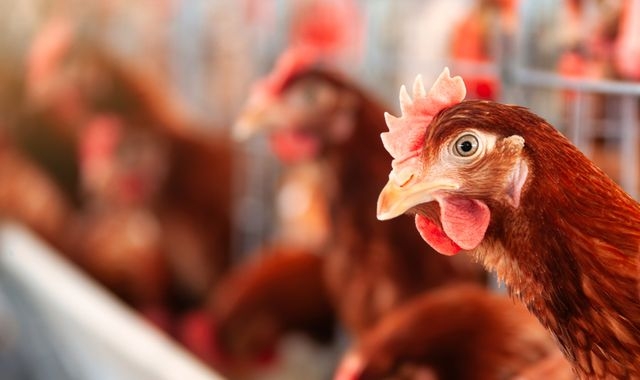 Human case of bird flu found in West Midlands, UKHSA says