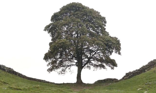 Sycamore Gap: Man says friend wanted to cut down world's 'most famous tree'