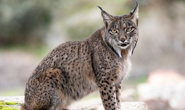 Denmark zoo asks people to donate unwanted pets as food for its predators