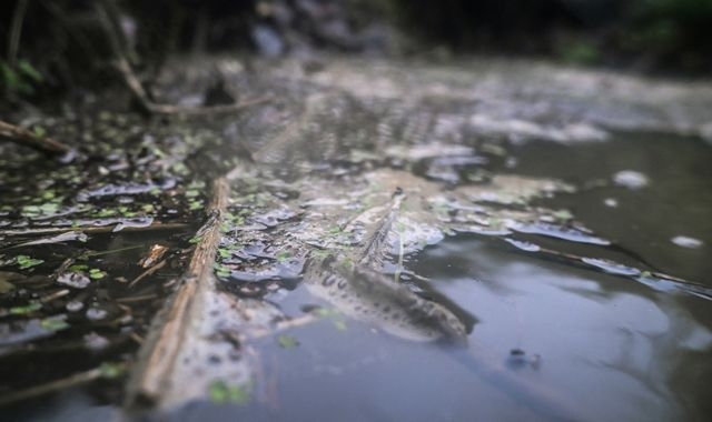 'Forever chemical' found in dozens of UK rivers, study finds