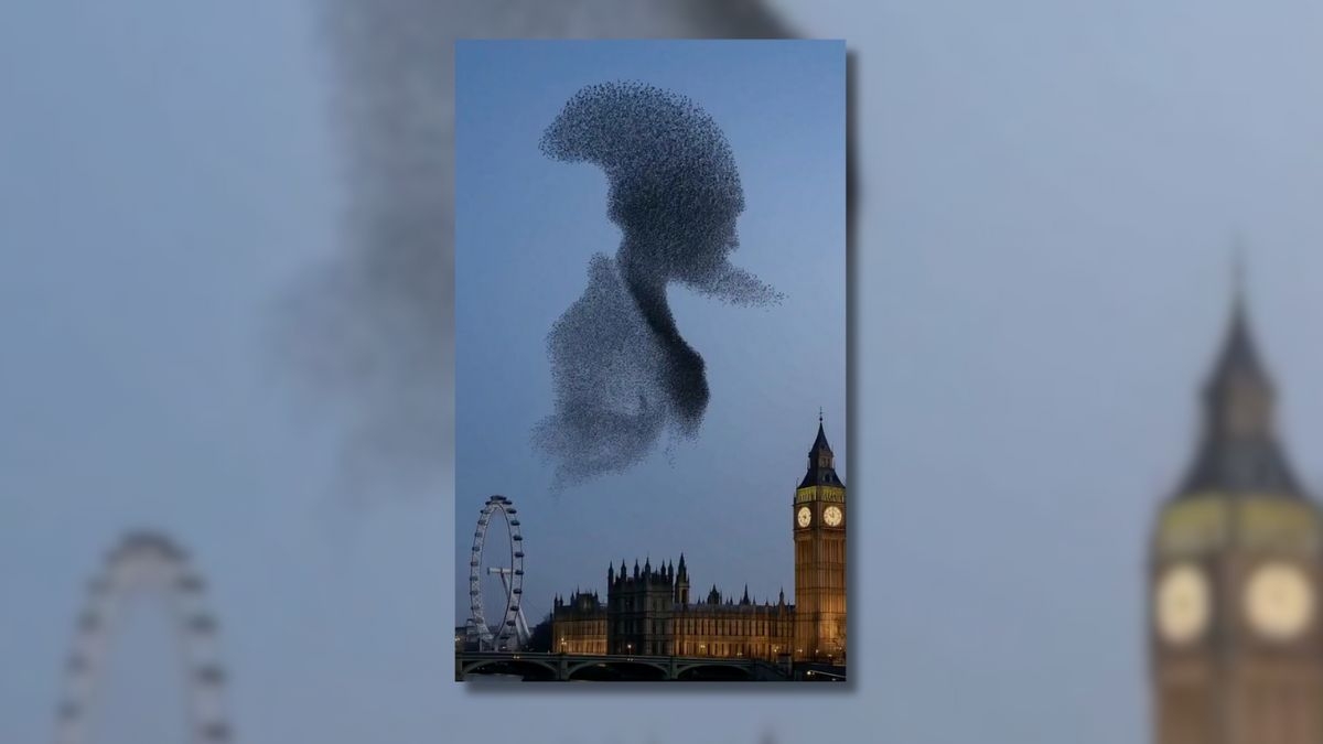 Fact Check: Don't be fooled by fake video showing 'starling murmuration' in London