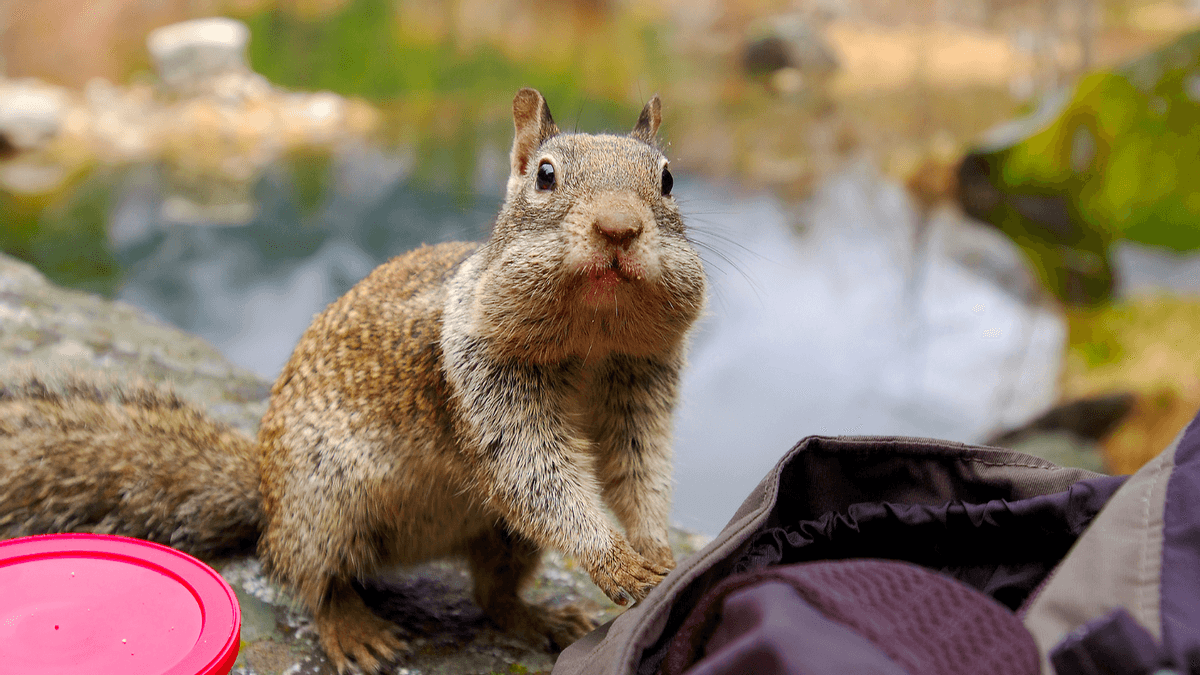 Fact Check: Claim spread squirrels in California have turned carnivorous. We hunted down the details