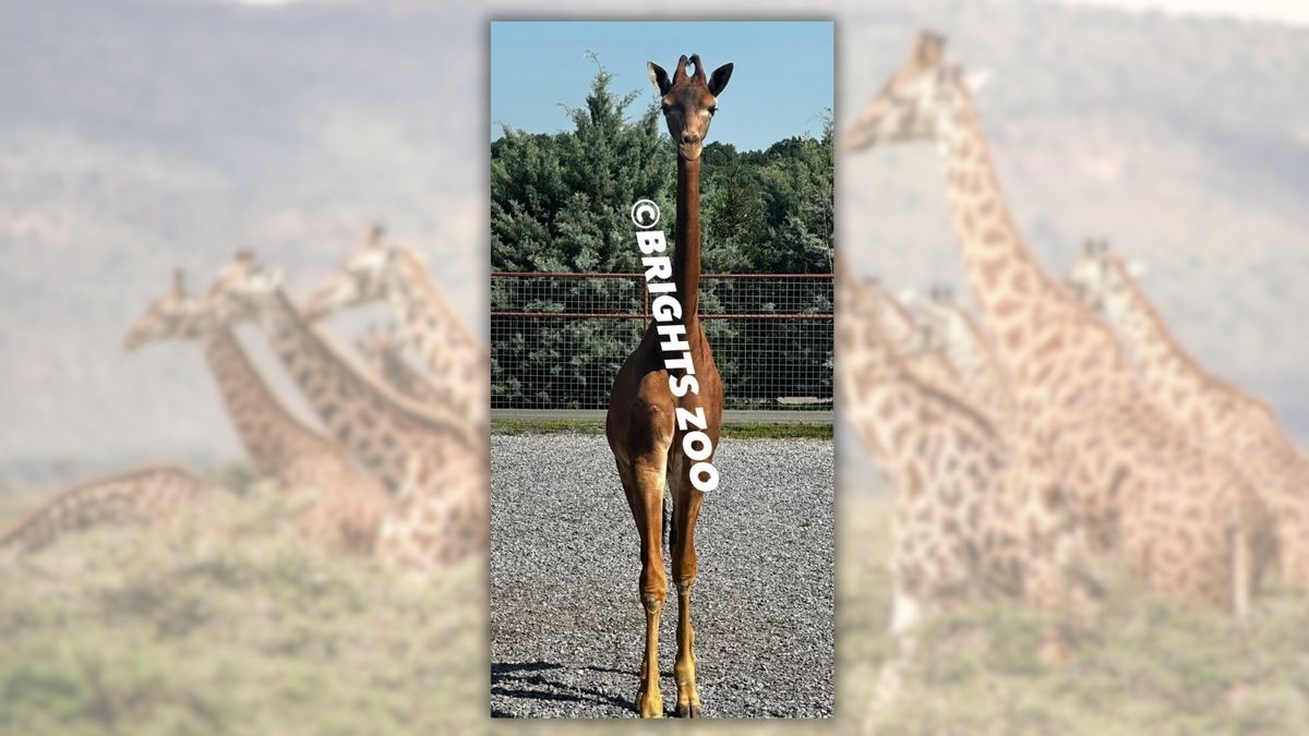 Fact Check: Rare spotless giraffe lives in Tennessee zoo. Reports suggest it's not the only one