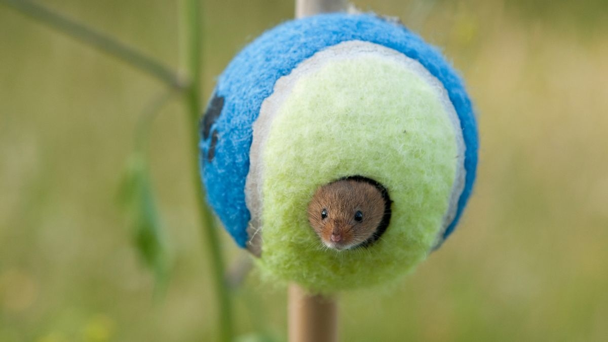 Fact Check: Serving up the truth about Wimbledon donating balls as new homes for threatened harvest mice