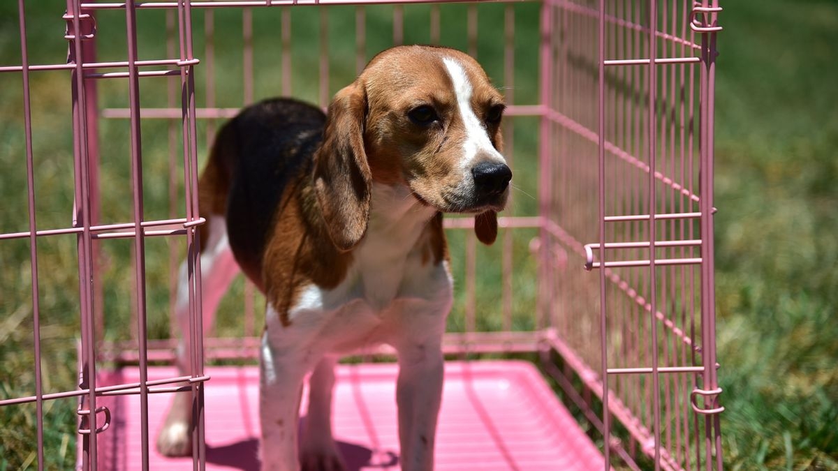 Trump's NIH director said agency 'got rid' of all beagle experiments on campus. Here's what we know