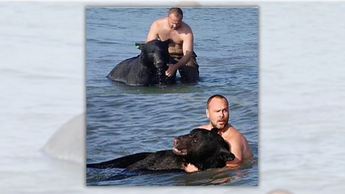 Fact Check: Photos claiming to show Russian man saving drowning bear in Lake Tahoe tell a different story