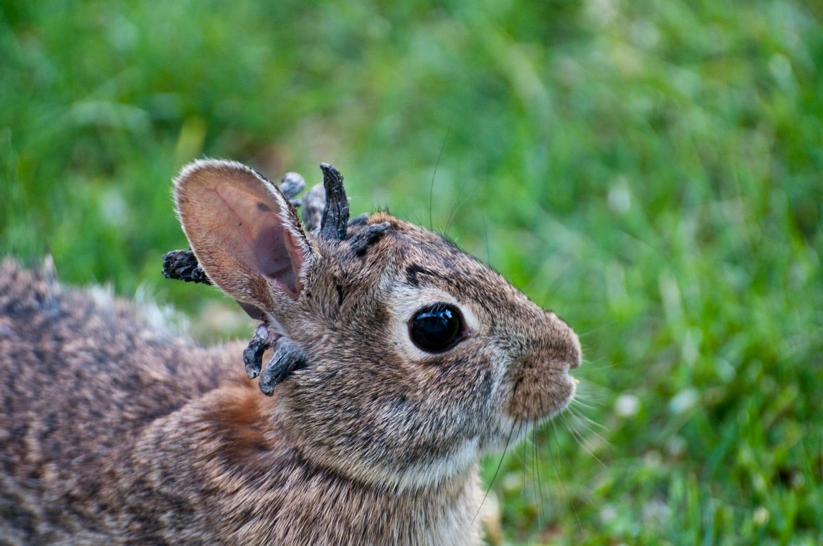 Fact Check: 'Frankenstein' rabbits with horns or tentacles on faces are real — but there's nothing to fear