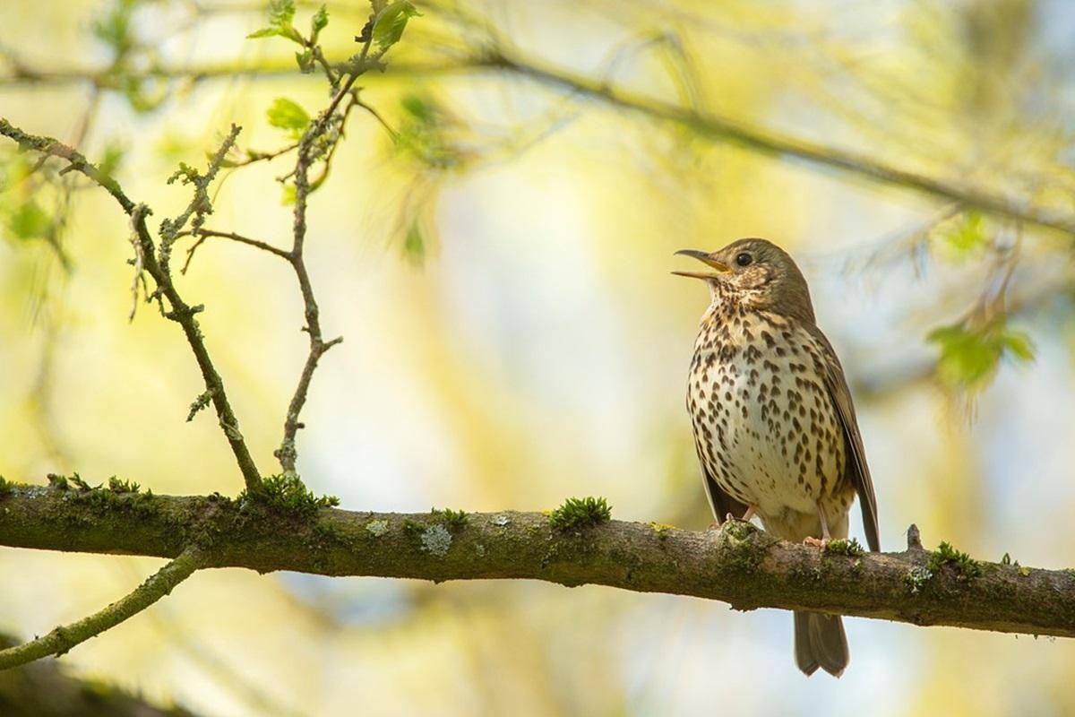 Somerset nature reserve to hold guided dawn chorus walks