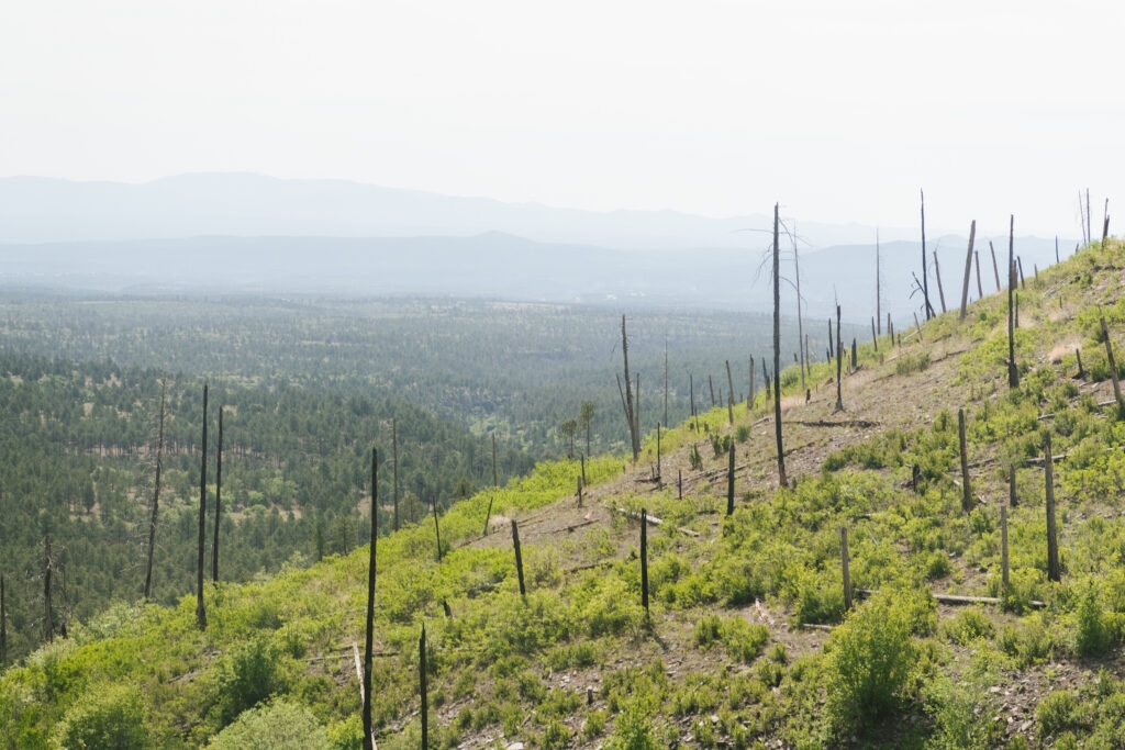 As drought threat looms, Los Alamos National Lab works to reduce its wildfire risk