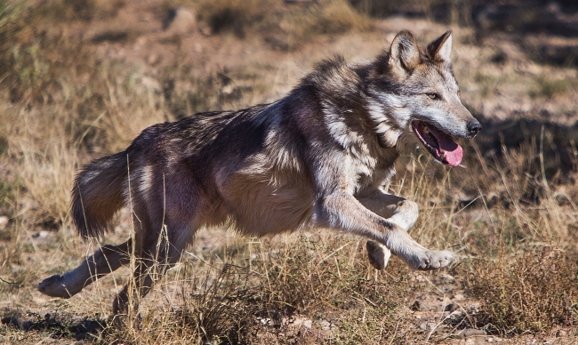 Outlook for Mexican gray wolf still positive, despite recent death