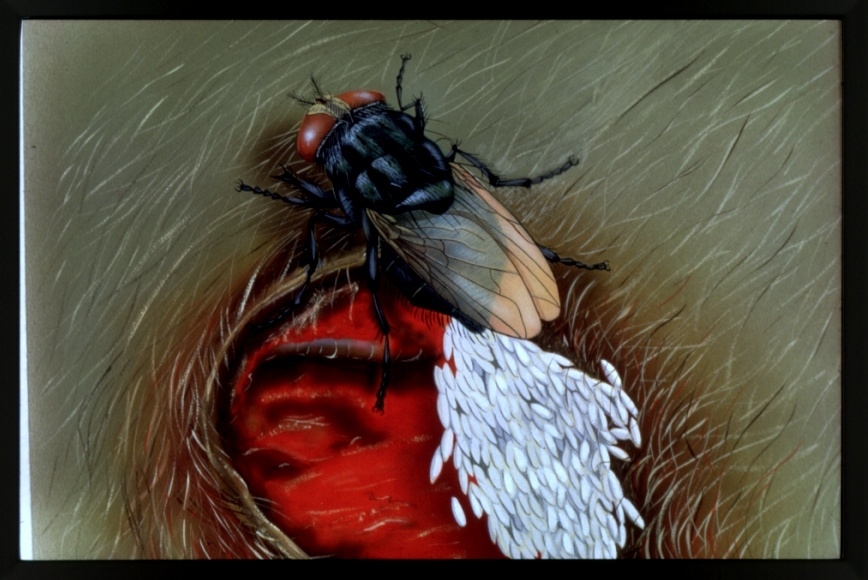 NM delegation reacts to screwworm outbreak