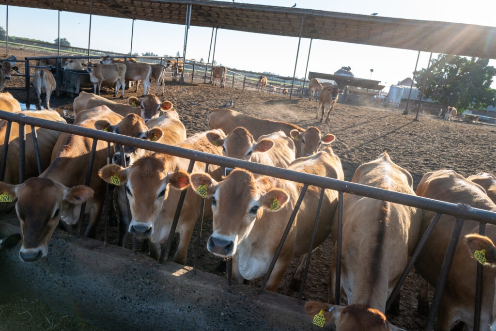 New Mexico initiates milk testing program for avian flu this week
