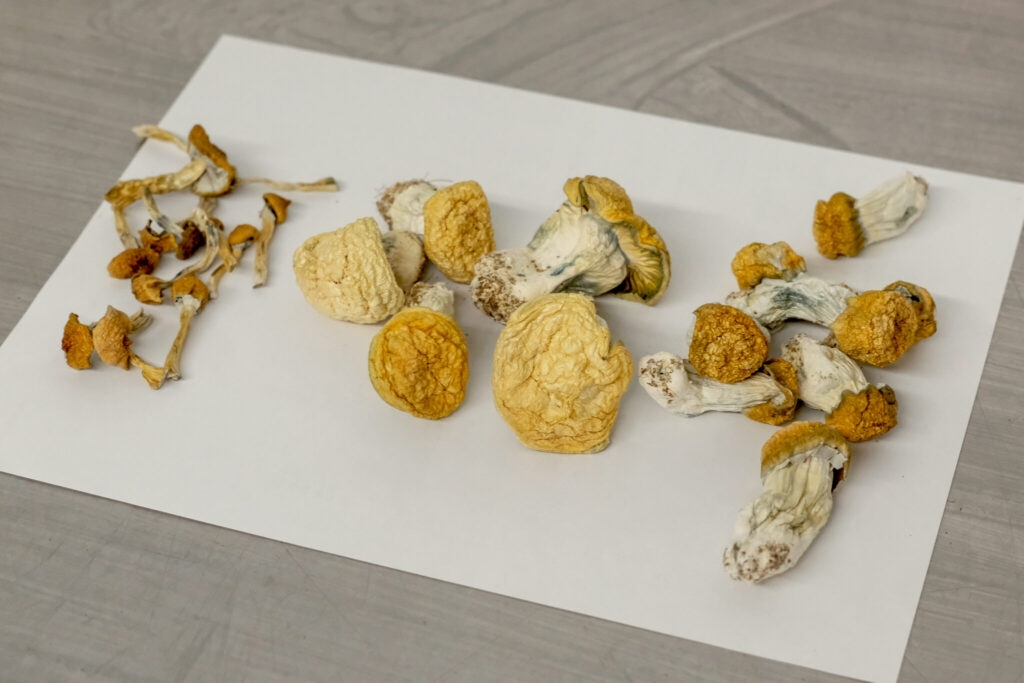 Lawmakers propose legalizing medicinal ‘magic mushroom' use in New Mexico
