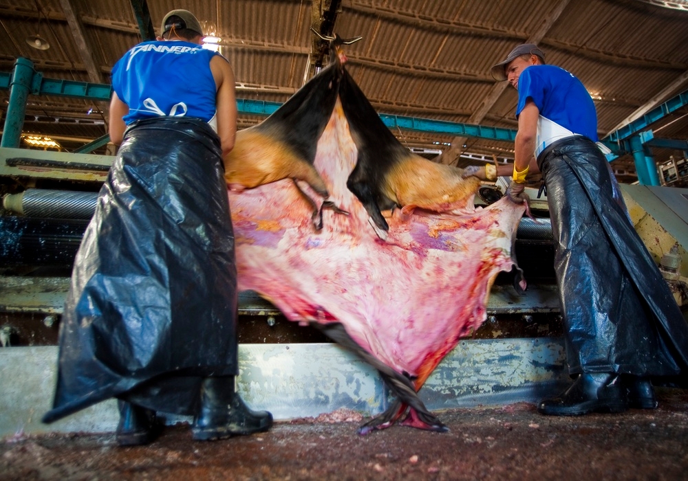 Brazilian Leather Comes With Human Rights Risks. Identifying It is a Problem.