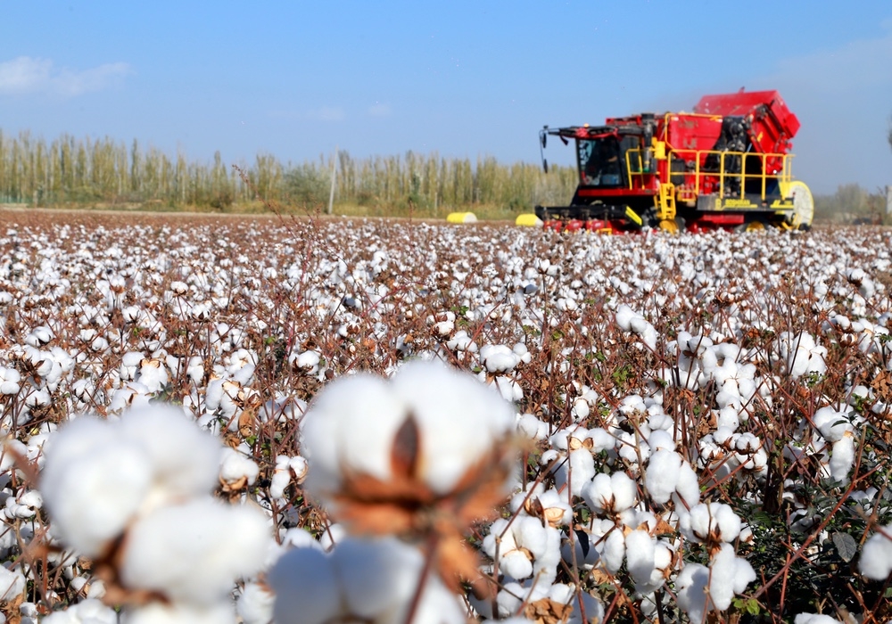 U.S. and Xinjiang Cotton Are Locked in a Trade War of Their Own