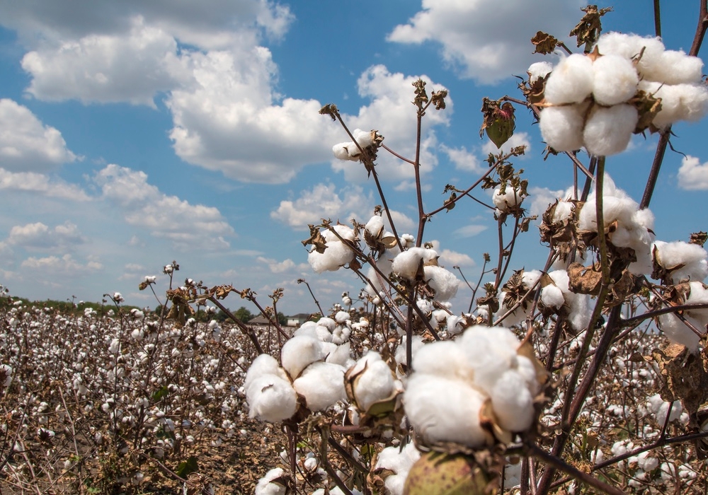 Climate-Beneficial Fibers Were Gaining Traction. Then Trump Happened.