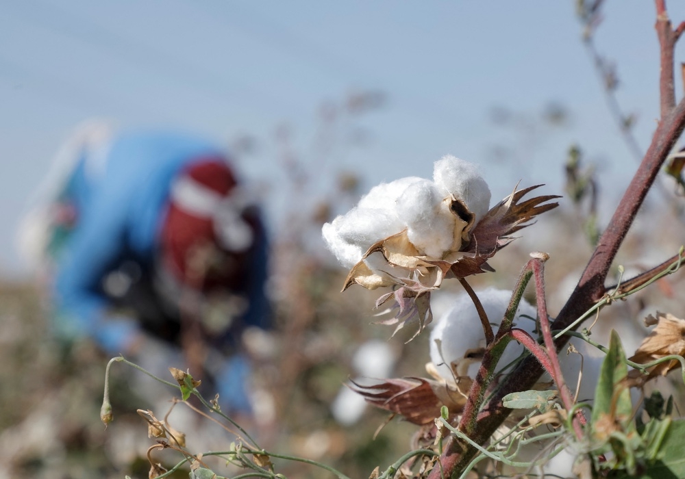 Can Uzbek Cotton Shake Off Its Forced Labor Problem?