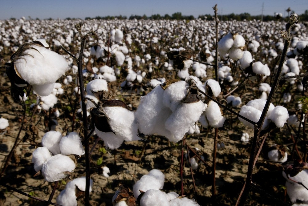 New Regional Life Cycle Assessment Touts Organic Cotton Farming in India