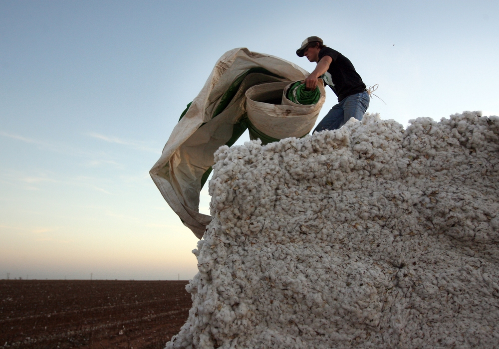India Suspends Duties on Raw Cotton Imports, Benefitting US Exporters