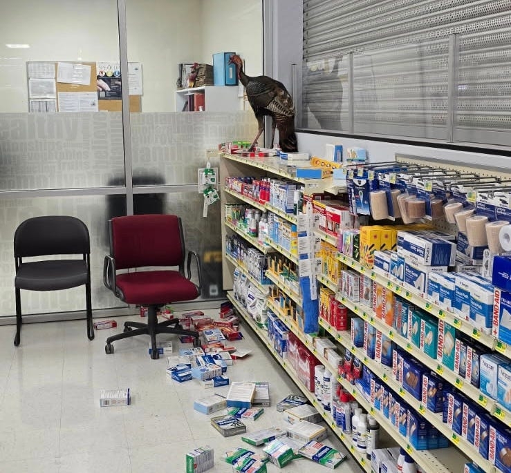 St. Joseph County Police nab a wild turkey at Martin's. Watch the video here.