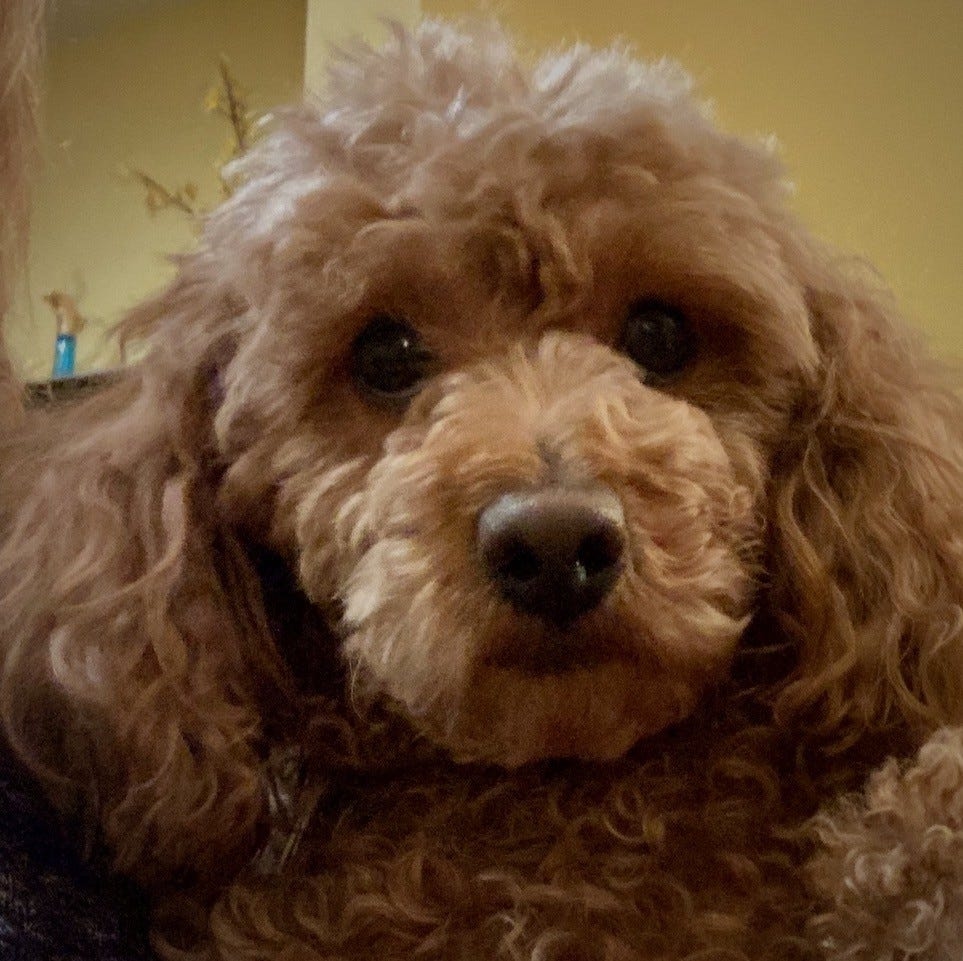 This regal miniature poodle is Marshall, and he is ready for an exciting new start in life