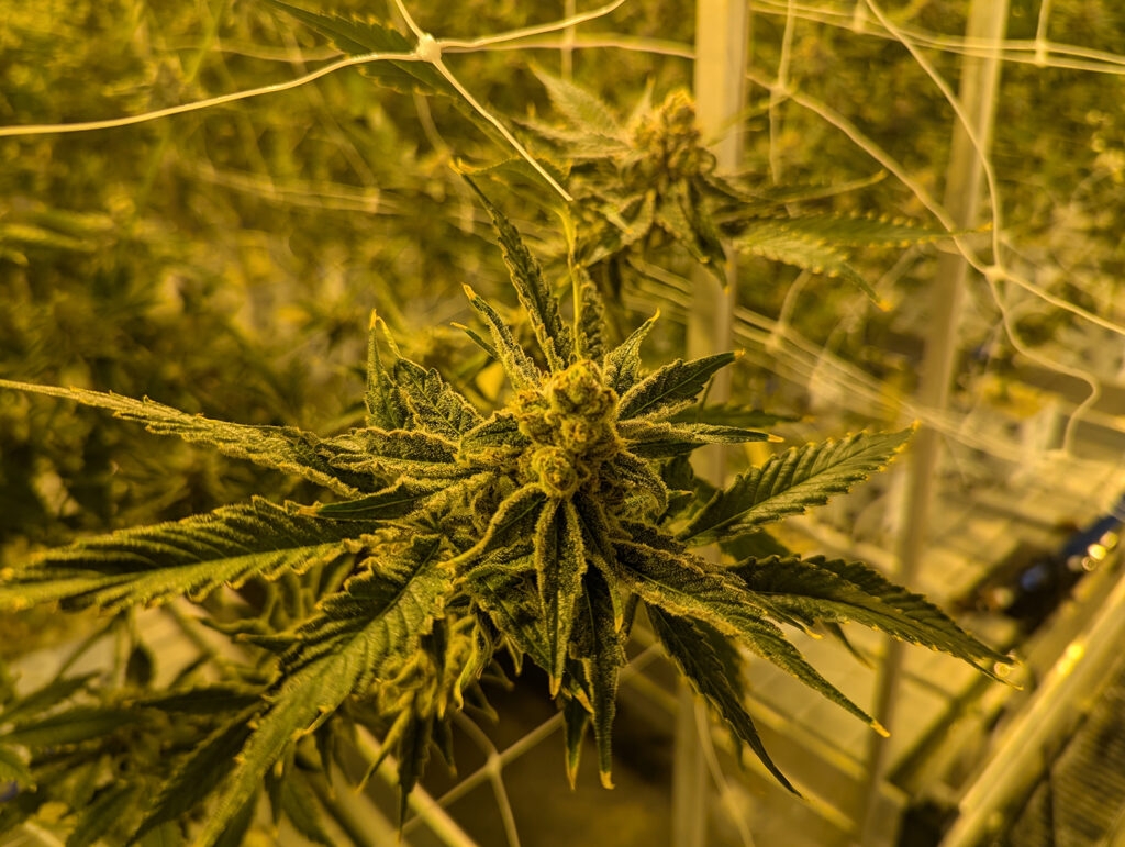 State employee charged with forging own medical marijuana card