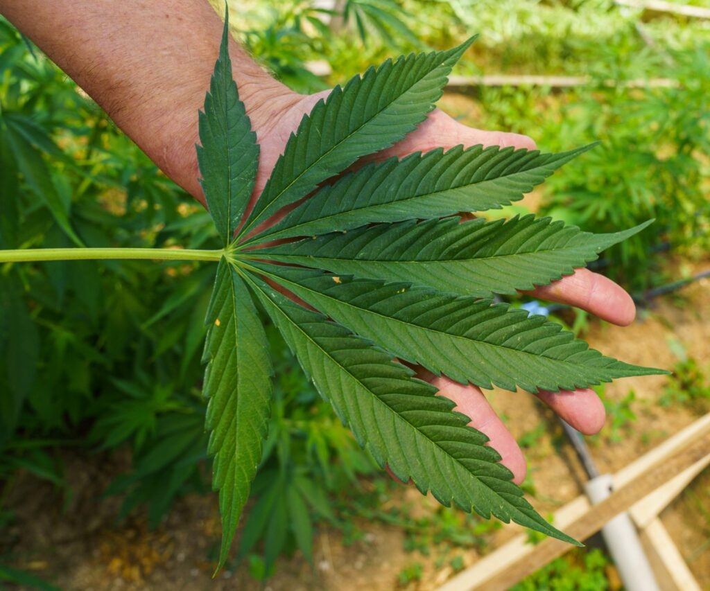 South Dakota leads U.S. hemp industry, though USDA report shows Texas rapidly gaining ground
