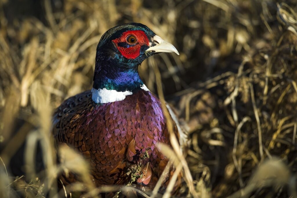 South Dakota records best pheasant season in 13 years, state parks department says