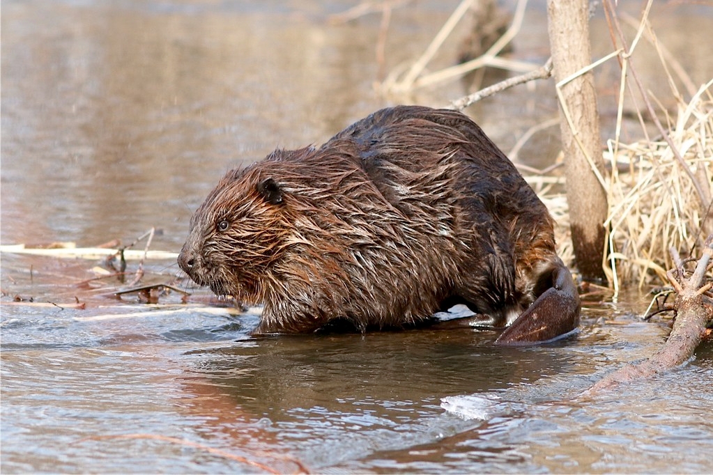 Black Hills beaver trapping moratorium advances as population tumbles