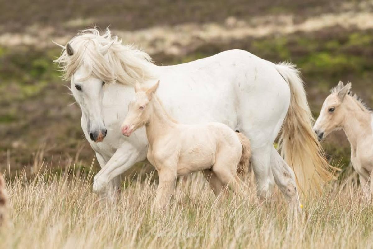Homeowner can stay in house that was restricted for use for 'equestrian activity'