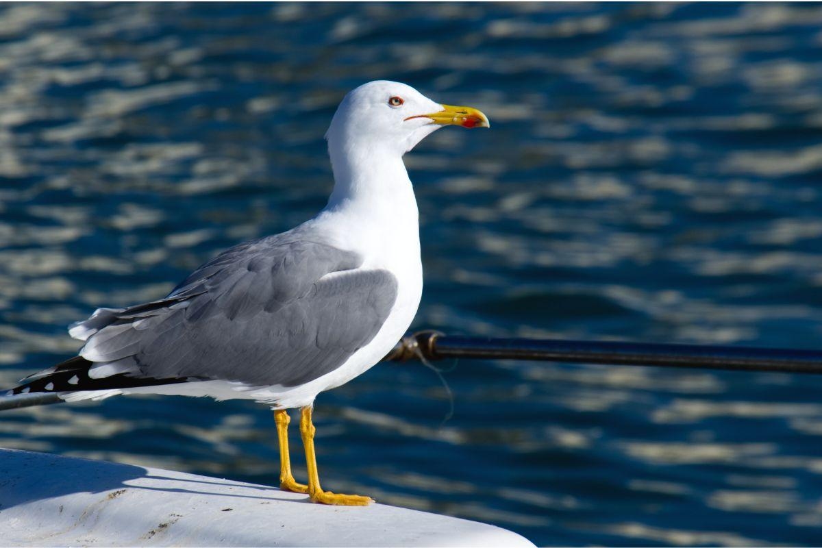 Gull dies after being kicked outside fish and chip shop