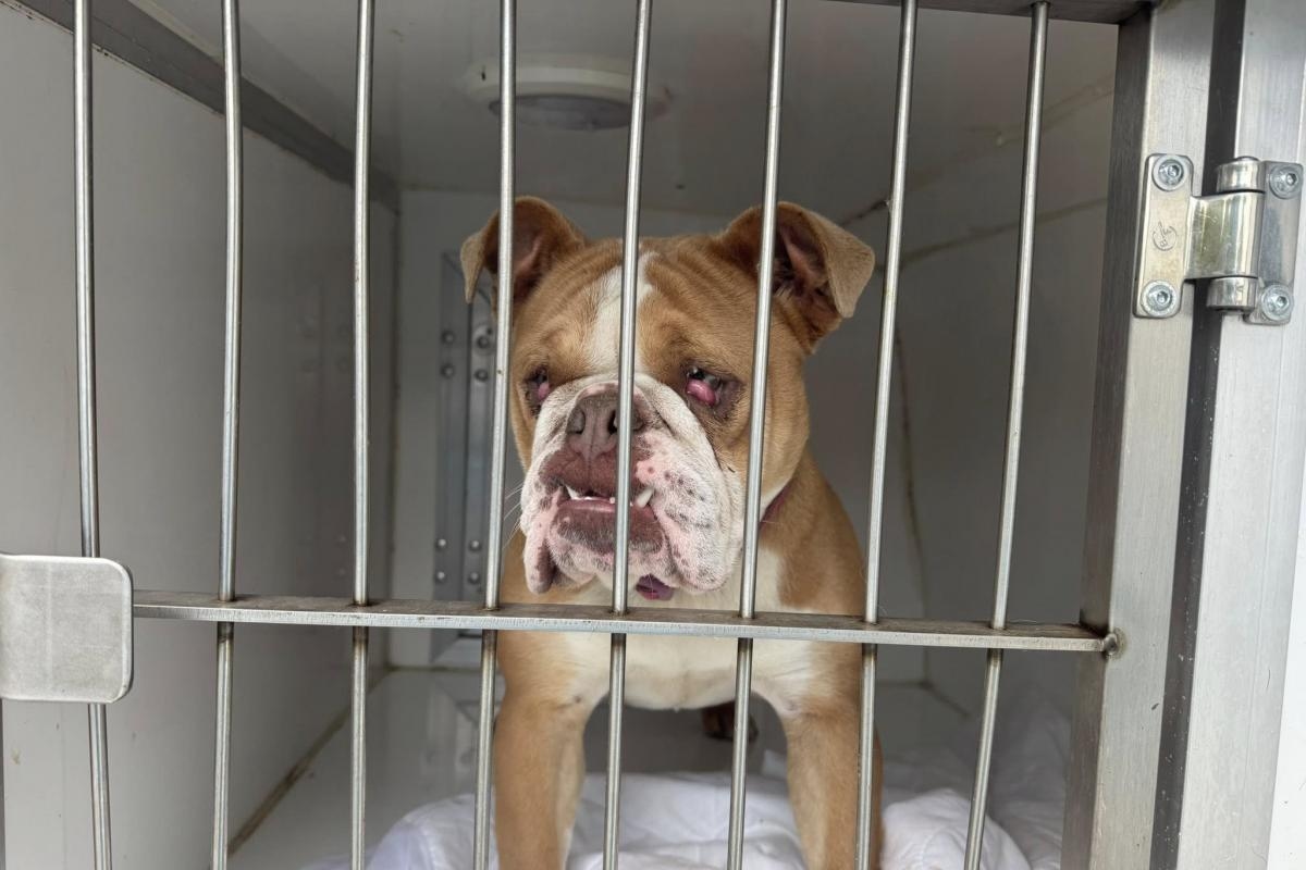 Dog rescue charity appeals for help after reaching 'breaking point'