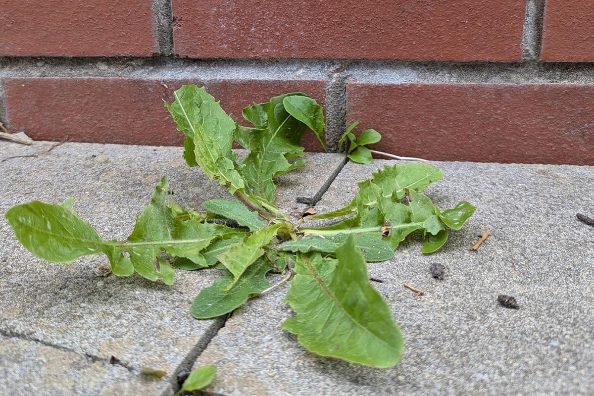 Glyphosate ‘most effective method' for council's weedkilling