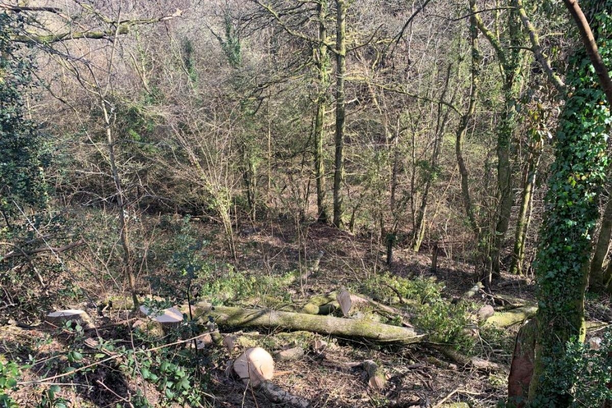 Woodland plot of 1.2 acres with stream in Gwent goes up for auction
