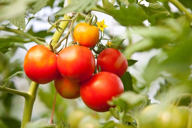 9 Plants You Should Never Grow With Tomatoes