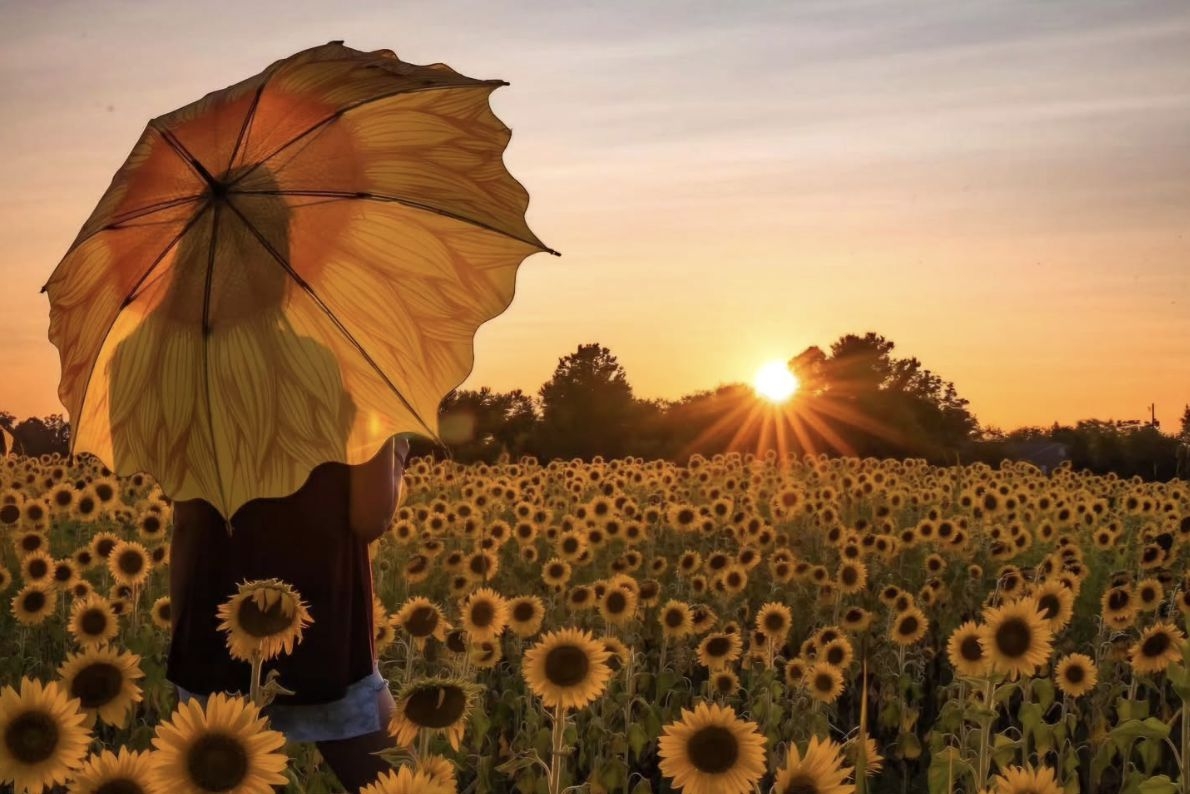 8 Places To See Sunflowers Bloom In The South This Summer