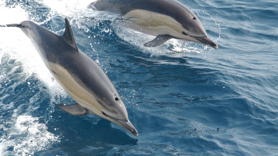 Could deciphering dolphin language help us communicate with ET?