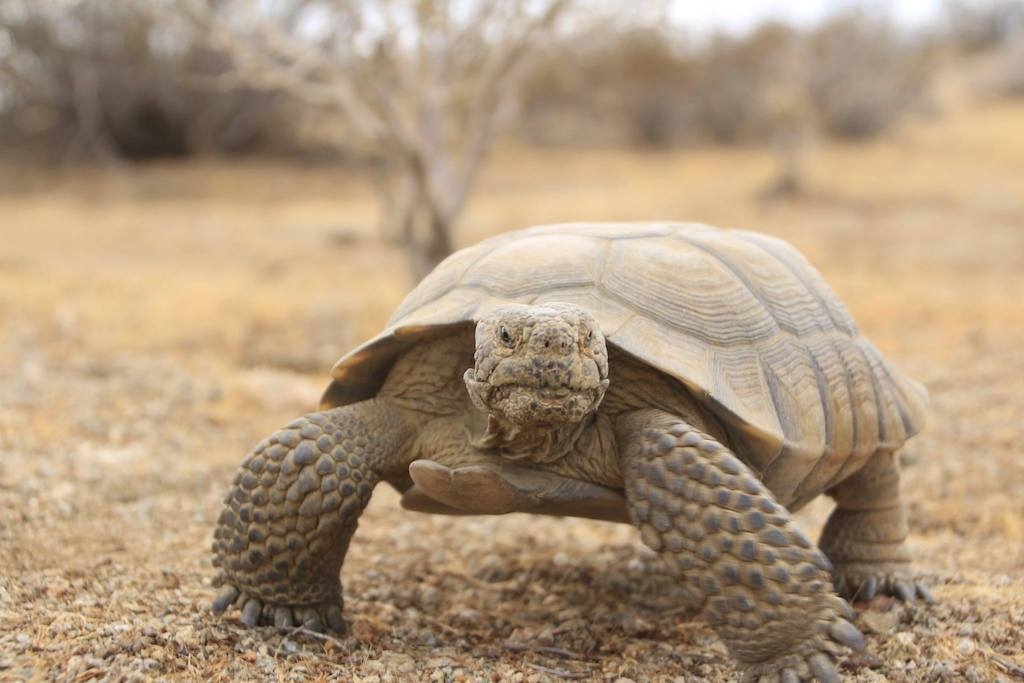 Looking to keep wildlife out of the ‘emergency room,' states expand managers' role
