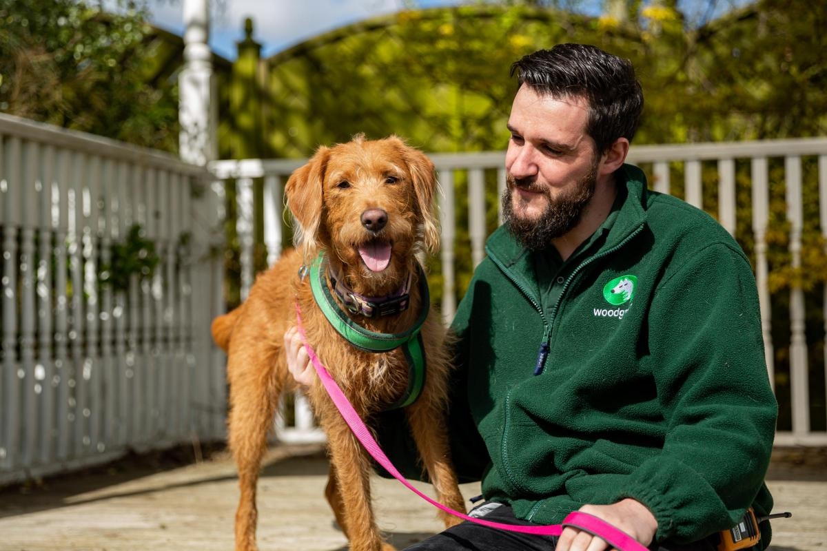 Dog show invites Black Country locals to apply as it rehomes 100th pooch