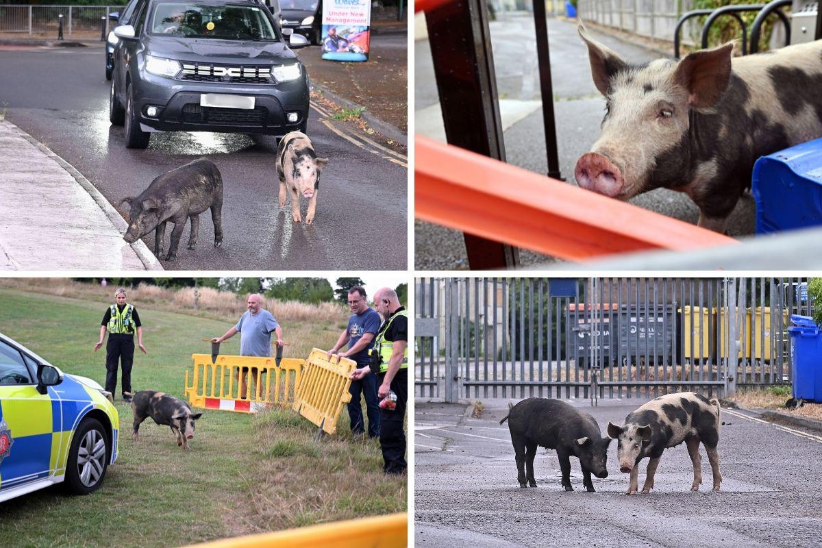 15 photos as pigs run loose in Stroud causing police response