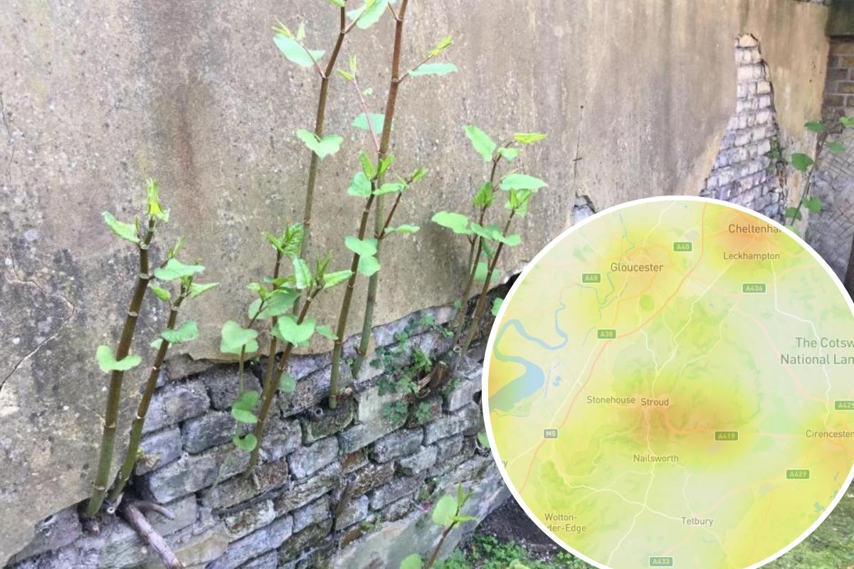 Gloucestershire hotspots for one of UK's most invasive plants