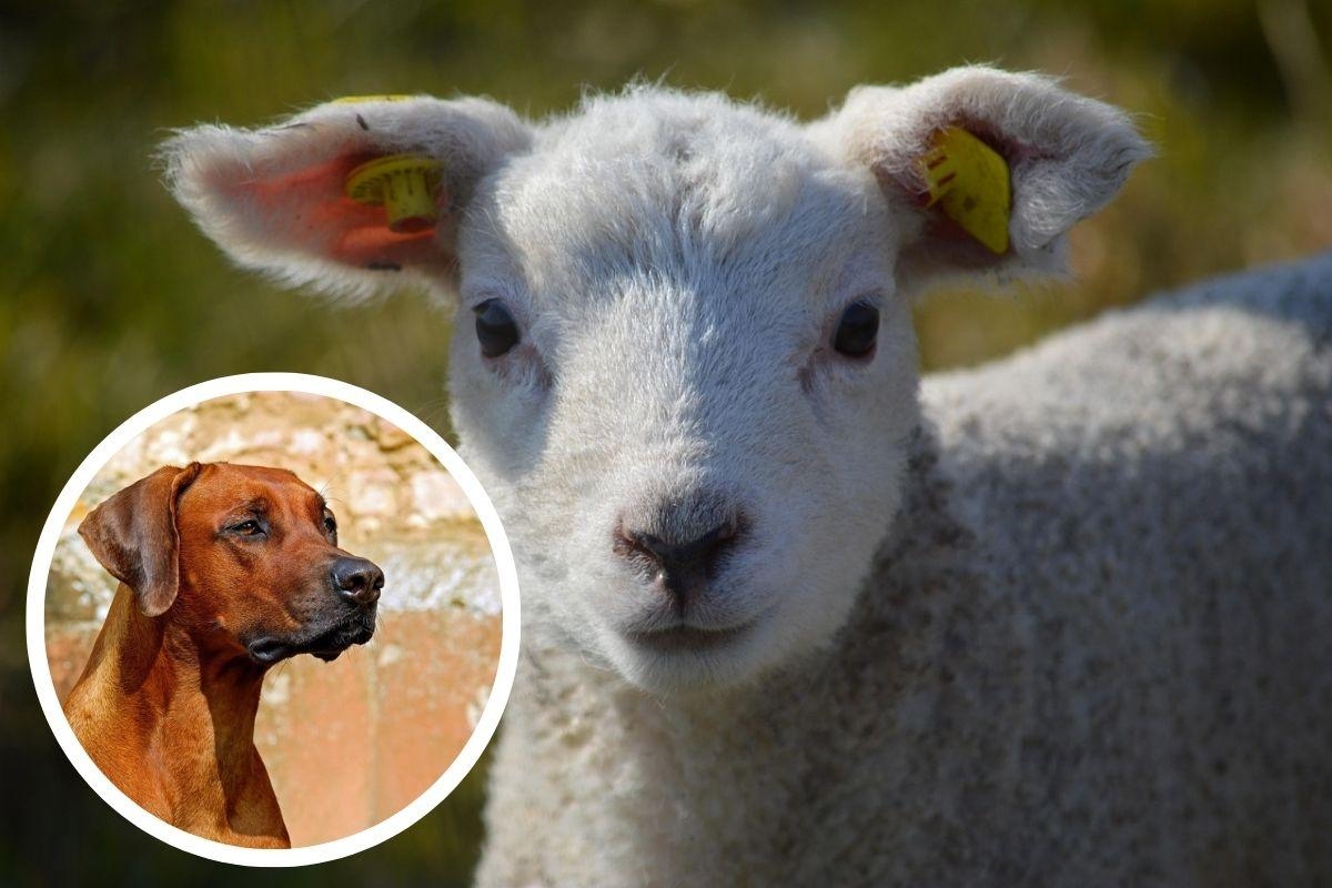 Lamb attacked by dog near Stroud