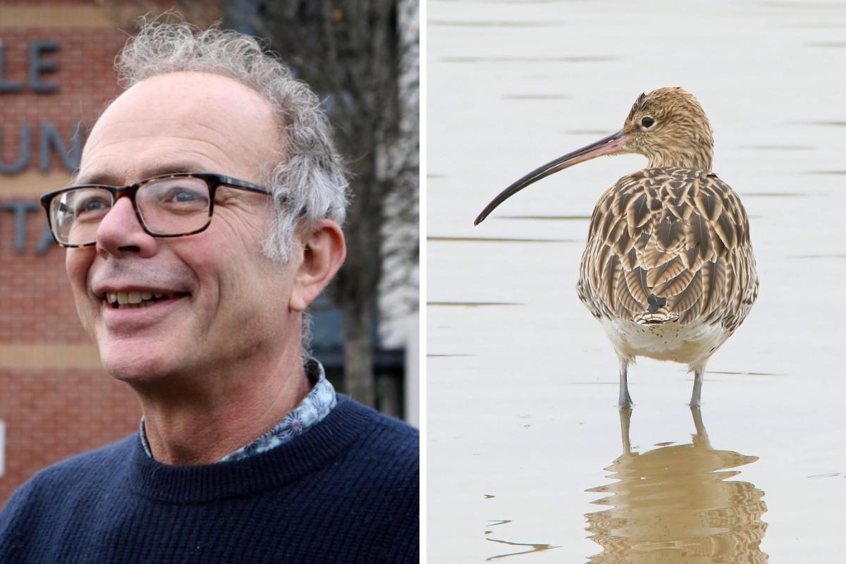 Celebrating curlews across Stroud this World Curlew Day