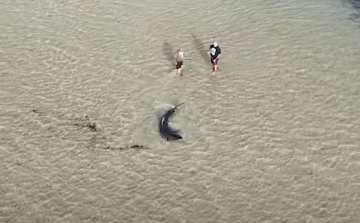 Aussies Rescue 10Ft Great White Shark with Bare Hands (Video)